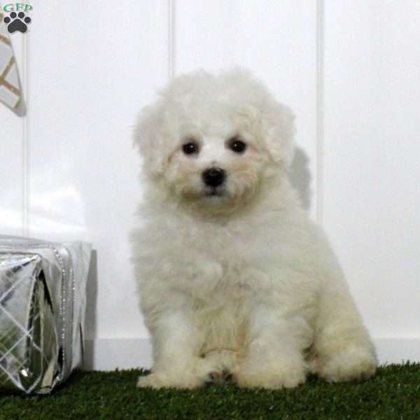 Imogen, Bichon Frise Puppy