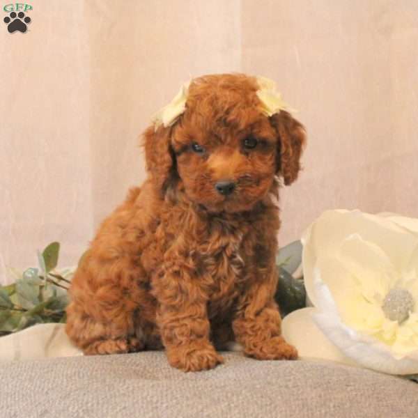 Indie, Miniature Poodle Puppy