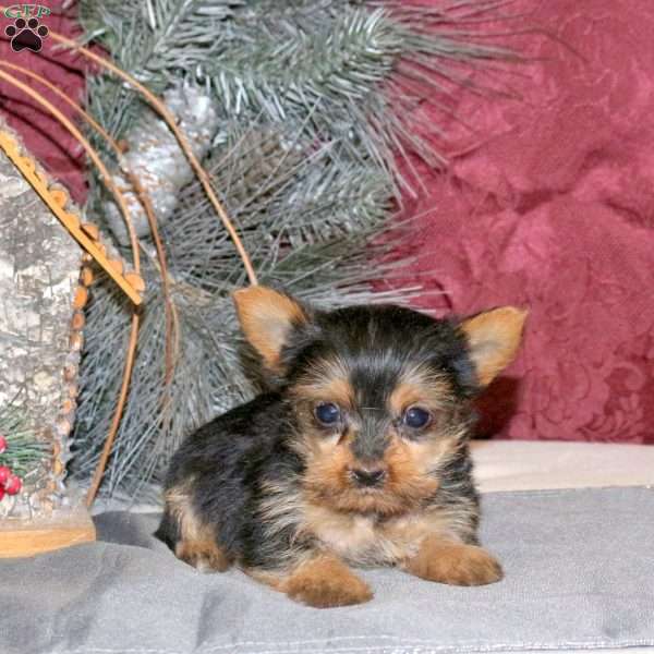 Indigo, Yorkie Puppy