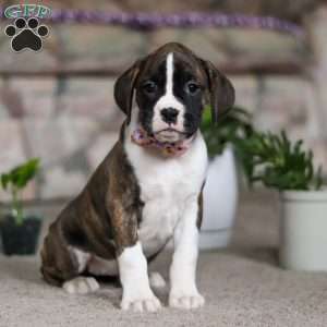 Indy, Boxer Puppy