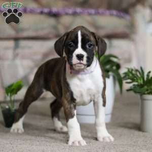 Indy, Boxer Puppy