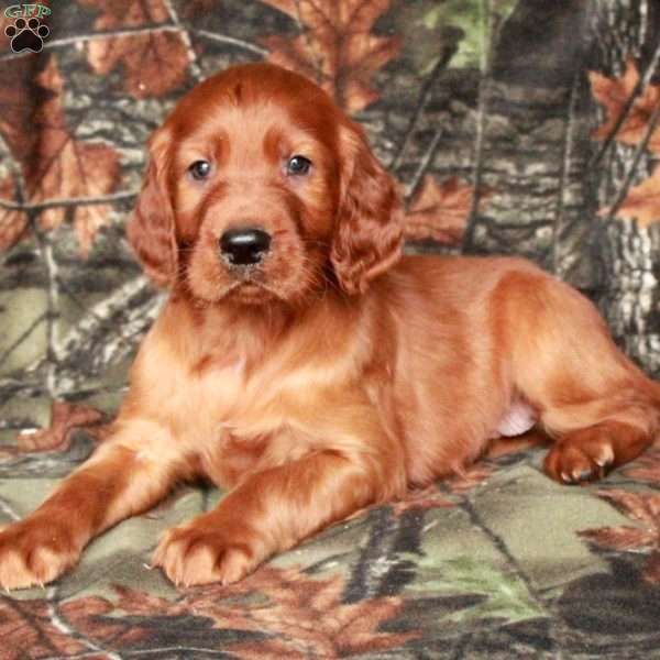 Indy, Irish Setter Puppy