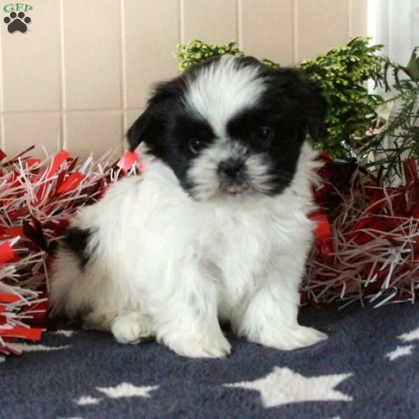 Indy, Shih Tzu Puppy