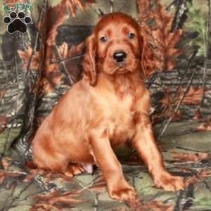 Indy, Irish Setter Puppy