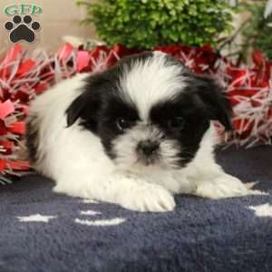 Indy, Shih Tzu Puppy