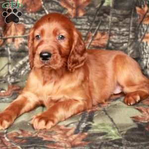 Indy, Irish Setter Puppy