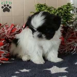 Indy, Shih Tzu Puppy