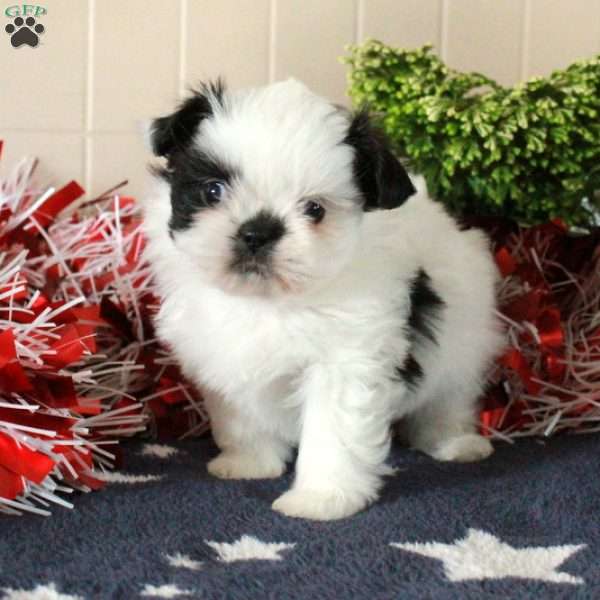 Inez, Shih Tzu Puppy