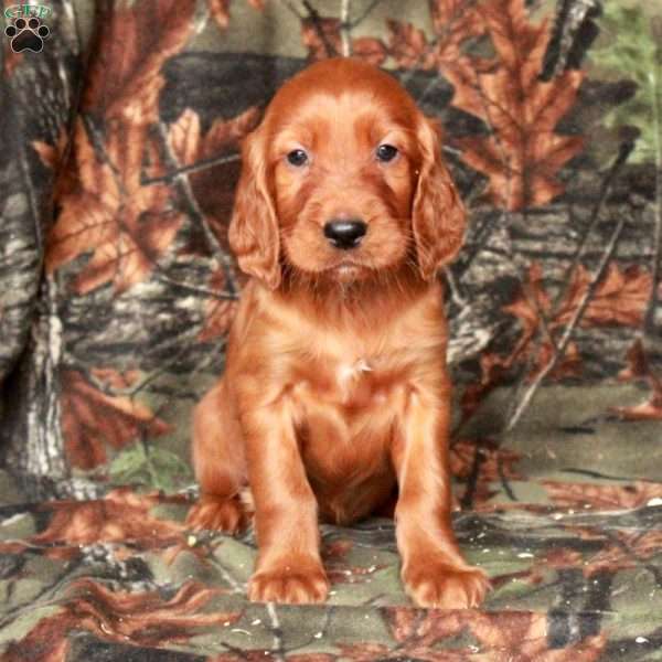 Ingrid, Irish Setter Puppy