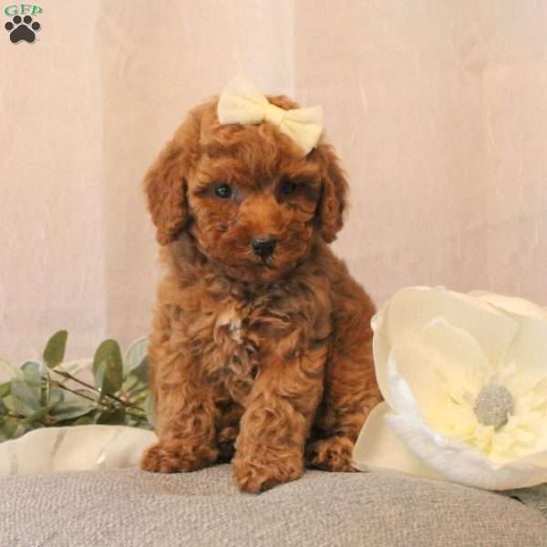 Irina, Miniature Poodle Puppy