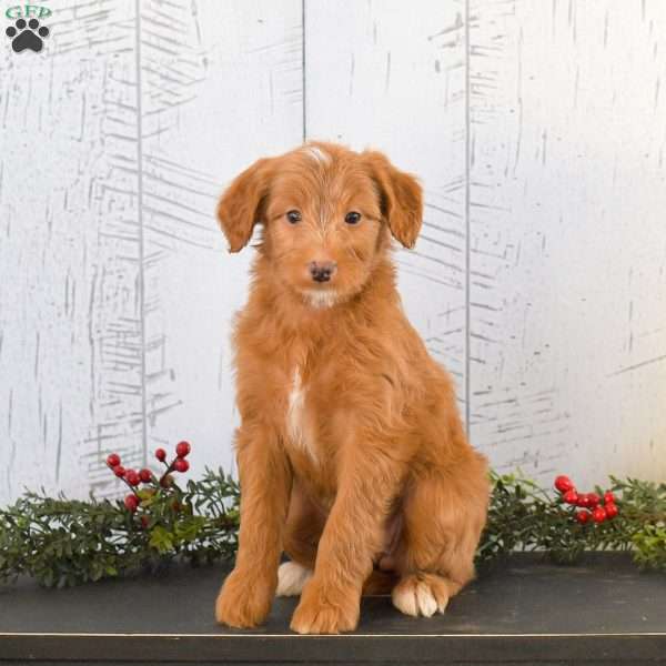 Iris, Mini Goldendoodle Puppy