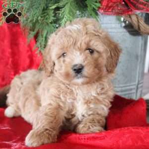 Iris, Maltipoo Puppy