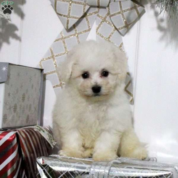 Iris, Bichon Frise Puppy