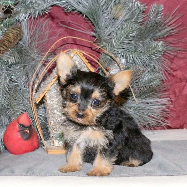 Isaac, Yorkie Puppy