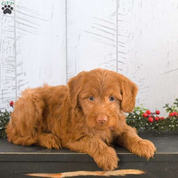 Isaac, Mini Goldendoodle Puppy