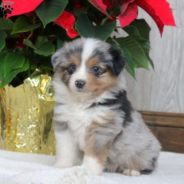 Isaac, Miniature Australian Shepherd Puppy