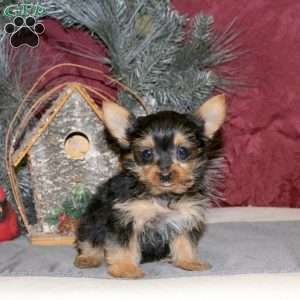 Isaac, Yorkie Puppy