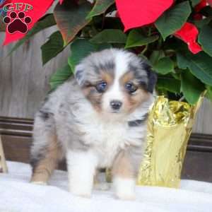 Isaac, Miniature Australian Shepherd Puppy