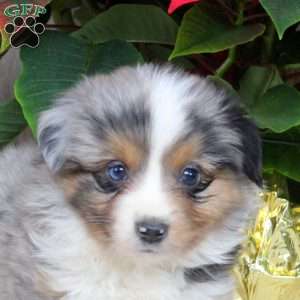 Isaac, Miniature Australian Shepherd Puppy