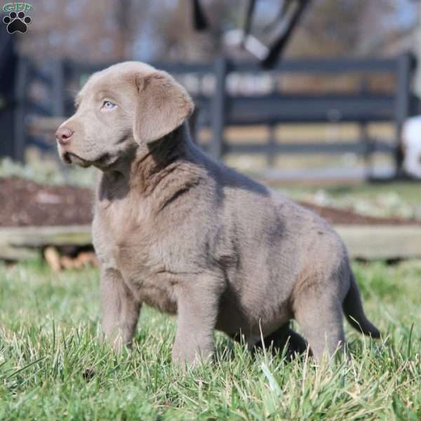 Isaac, Silver Labrador Retriever Puppy