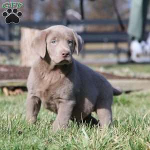 Isaac, Silver Labrador Retriever Puppy