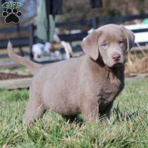 Isaac, Silver Labrador Retriever Puppy