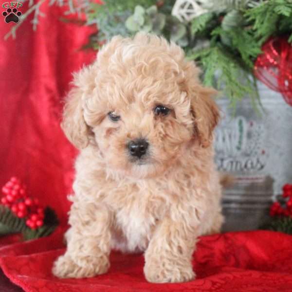 Isabel, Maltipoo Puppy