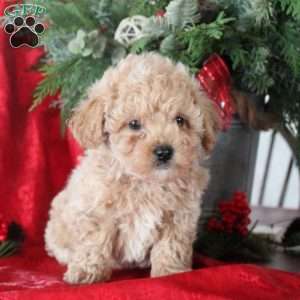 Isabel, Maltipoo Puppy