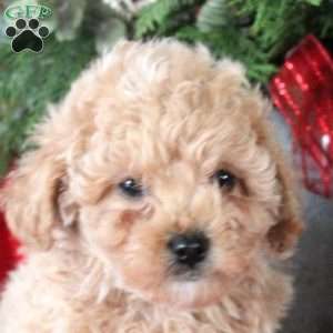 Isabel, Maltipoo Puppy