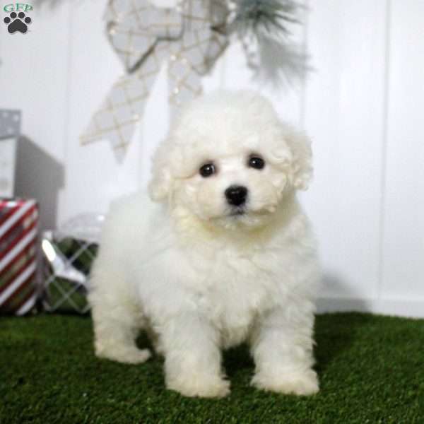 Isabel, Bichon Frise Puppy