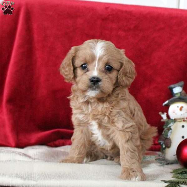 Isabel, Cavalier King Charles Mix Puppy