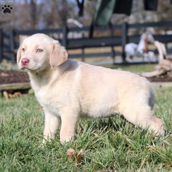 Isabelle, Yellow Labrador Retriever Puppy