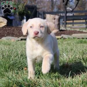 Isabelle, Yellow Labrador Retriever Puppy