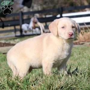 Isabelle, Yellow Labrador Retriever Puppy