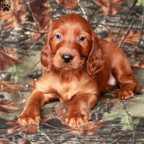 Isadora, Irish Setter Puppy