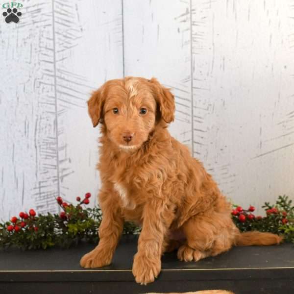 Isaiah, Mini Goldendoodle Puppy