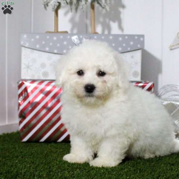 Isaiah, Bichon Frise Puppy