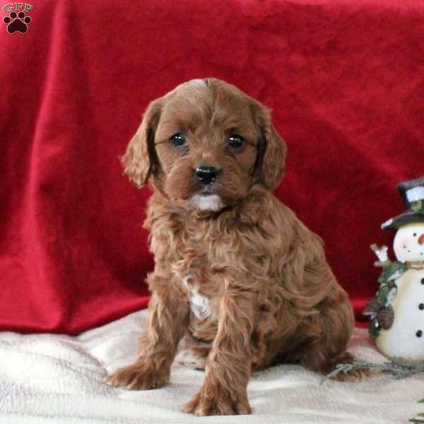 Isaiah, Cavalier King Charles Mix Puppy