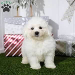 Isaiah, Bichon Frise Puppy