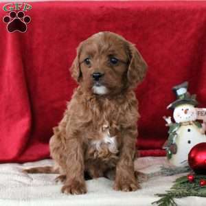 Isaiah, Cavalier King Charles Mix Puppy