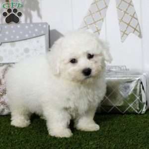 Isaiah, Bichon Frise Puppy