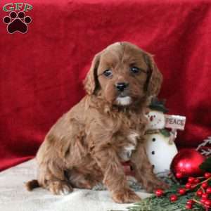 Isaiah, Cavalier King Charles Mix Puppy