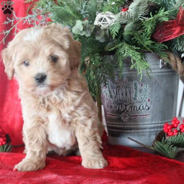 Isla, Maltipoo Puppy