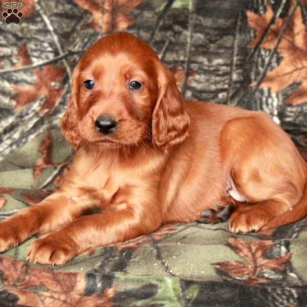 Isla, Irish Setter Puppy