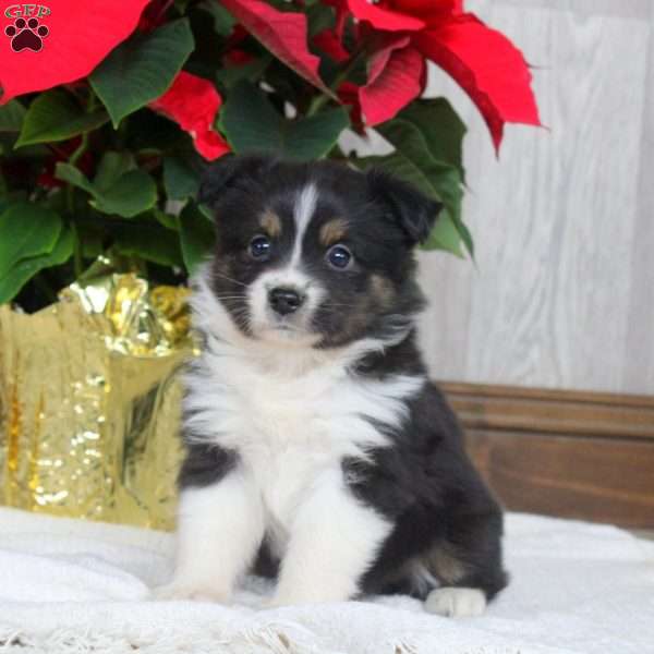 Isla, Miniature Australian Shepherd Puppy