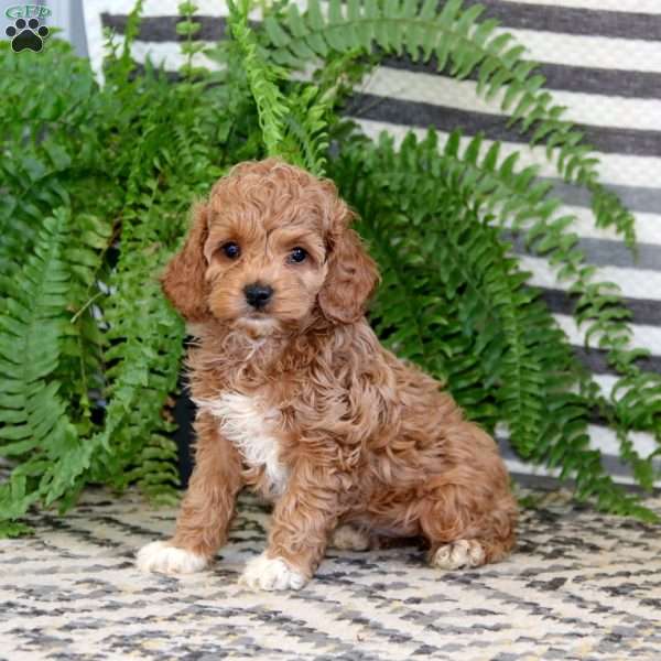 Isla, Cockapoo Puppy