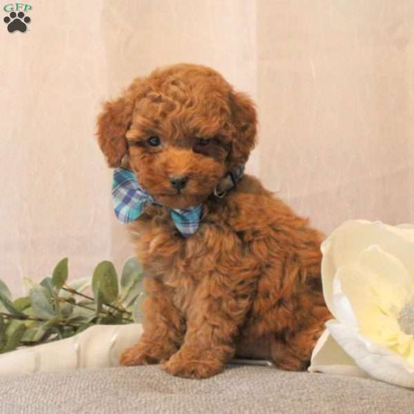 Israel, Miniature Poodle Puppy