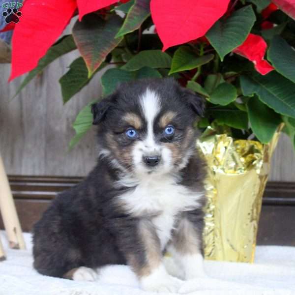 Ivan, Miniature Australian Shepherd Puppy