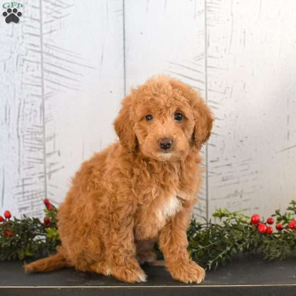 Ivan, Mini Goldendoodle Puppy