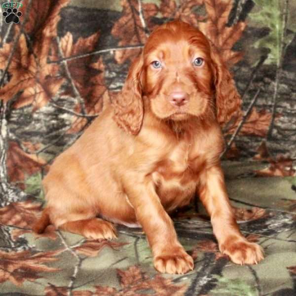 Ivan, Irish Setter Puppy